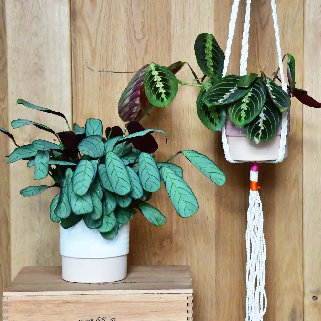 SPECIAL OFFER Maranta & Burle Marxii