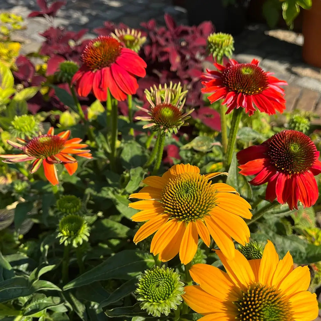 Echinacea Igelkopf bei Sonnenschein in Kübel gepflanzt