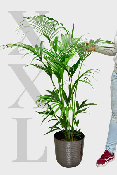 kentia palme stutzen XXL Kentia Palme liefern lassen – Green Me Up