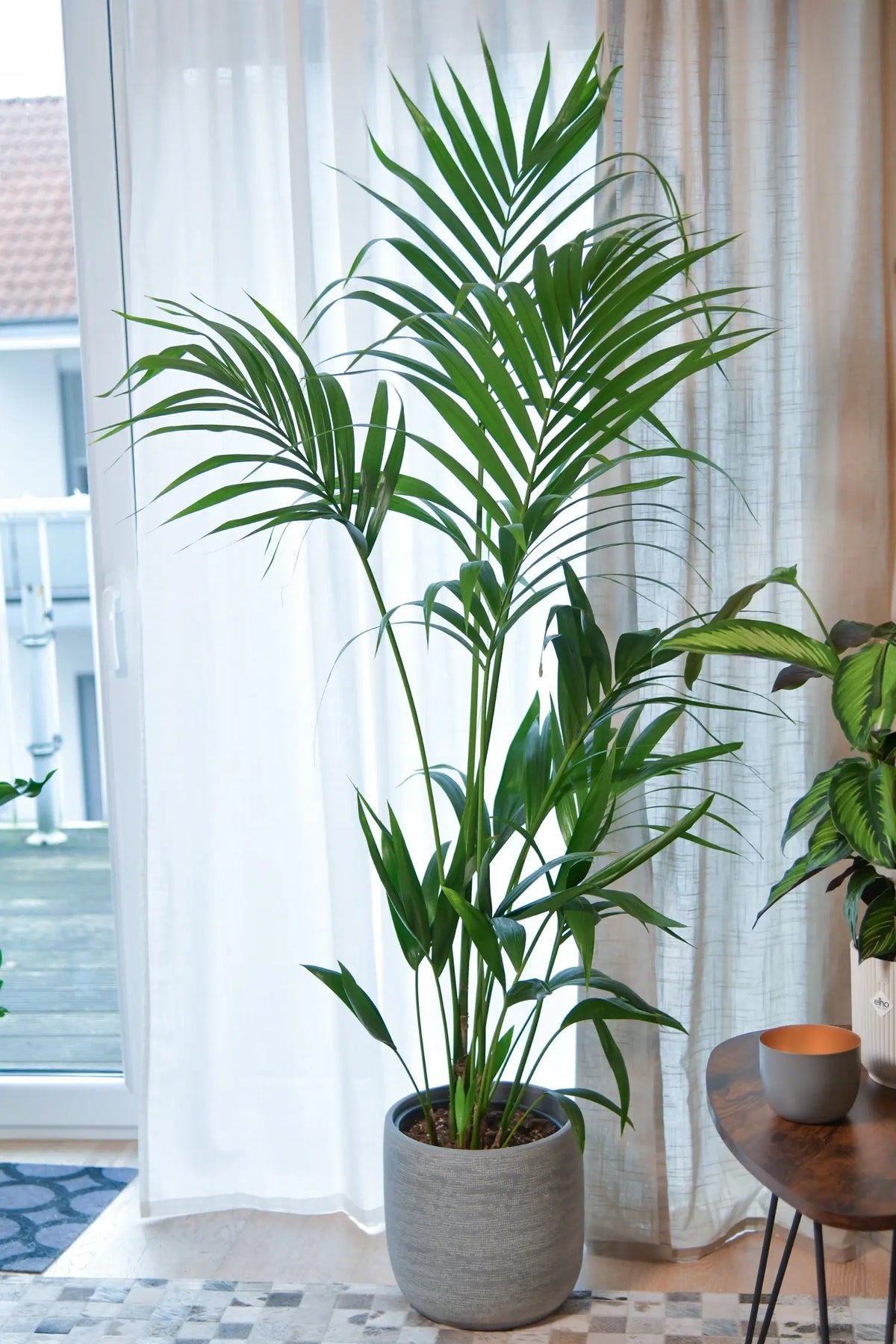 XXL Kentia Palme liefern lassen – Green Me Up