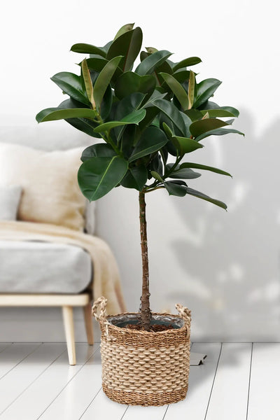 monstera thai constellation baby young Monstera ‘Thai Constellation’ main image 0