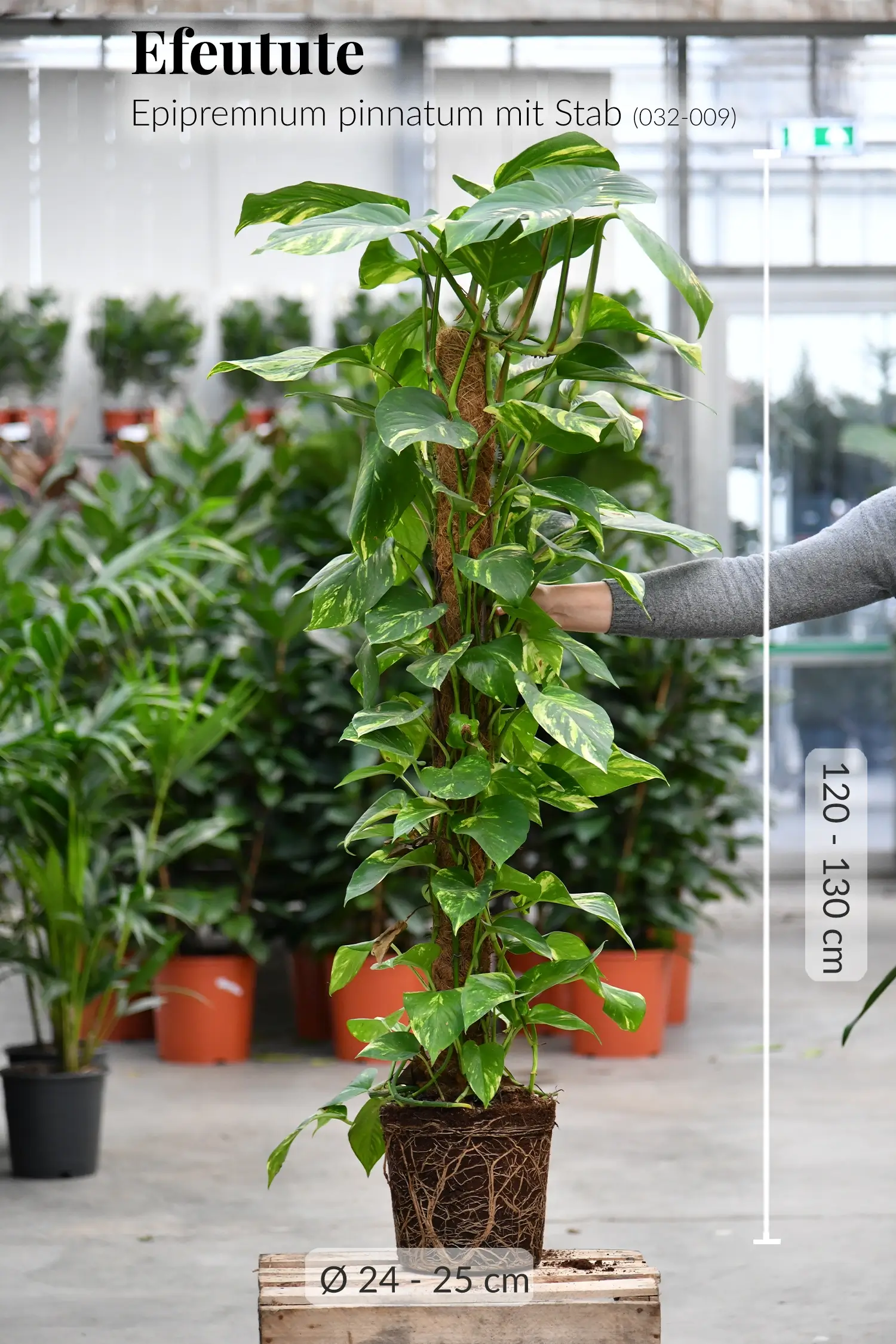 XXL Efeutute am Stab 130cm – Green Me Up