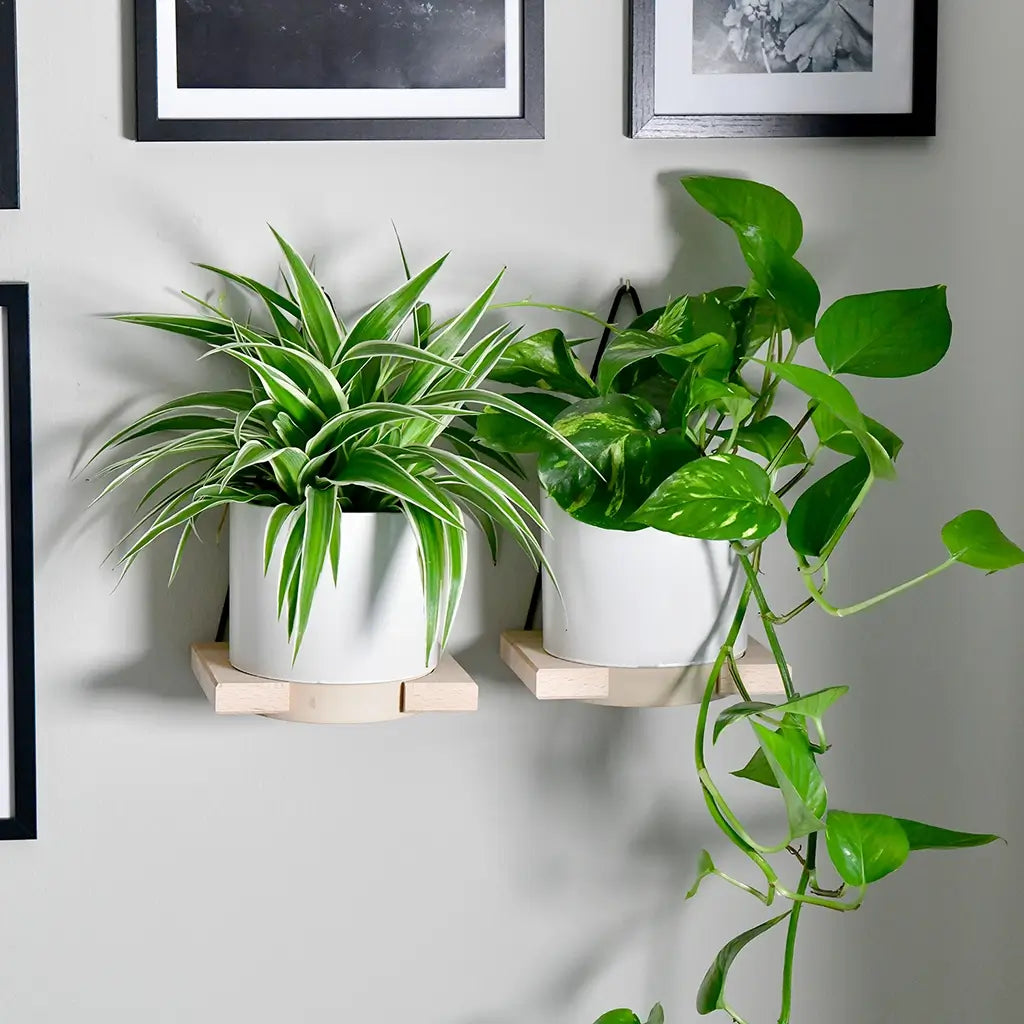 Epipremnum (Efeutute)Zimmer Pflanzen- und Pflegetipps – Green Me Up