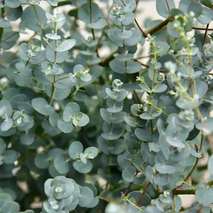 Eukalyptus Busch