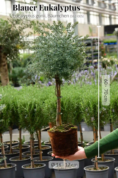 Eukalyptus Bäumchen – Green Me Up