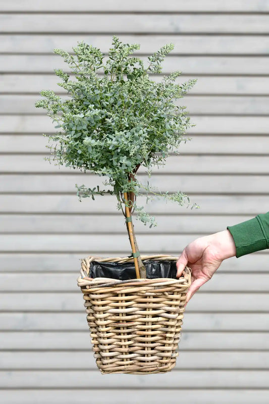 Eukalyptus Bäumchen