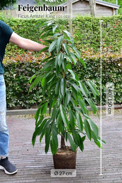 XXL Schmalblättriger Ficus Amstel King