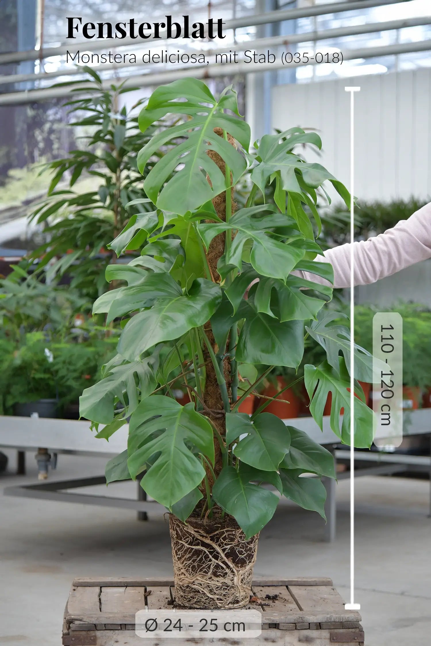 philodendron with fuzzy stem Philodendron Fuzzy Petiole Dutch Growers Regina