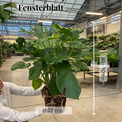 GREEN WEEK Große XL Monstera