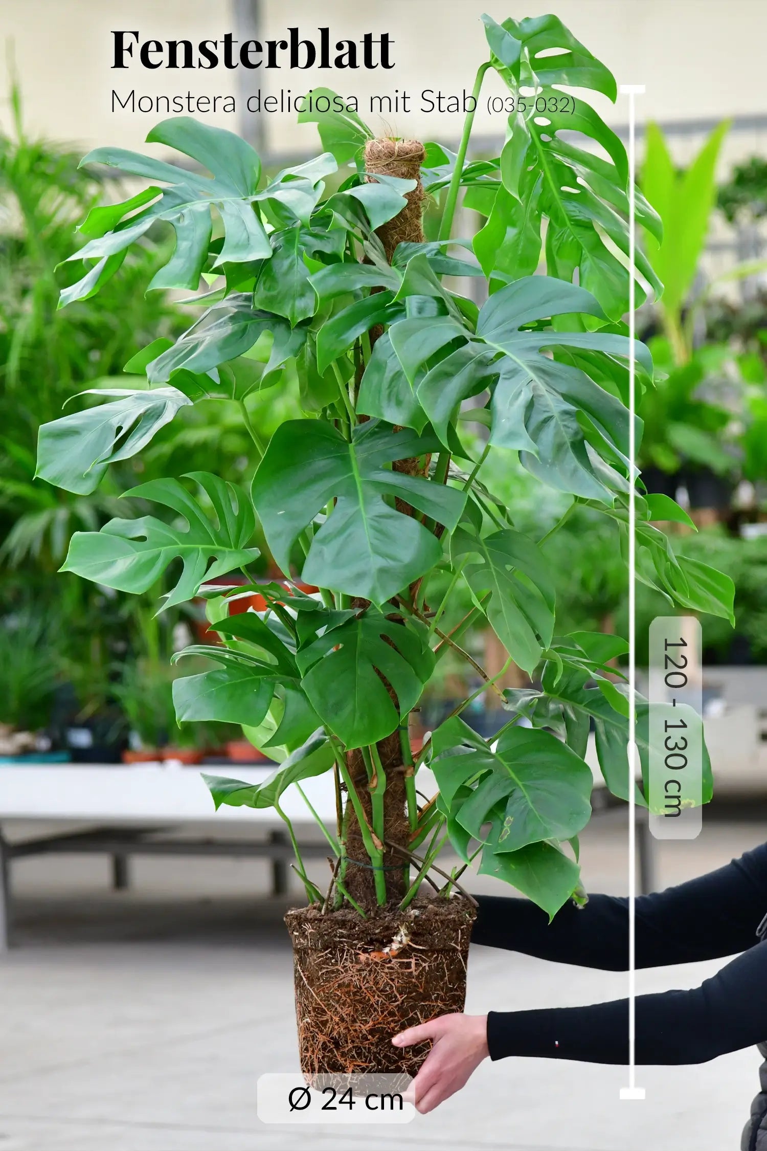 monstera deliciosa kaufen groß XXL Monstera mit Stab bestellen – Green Me Up