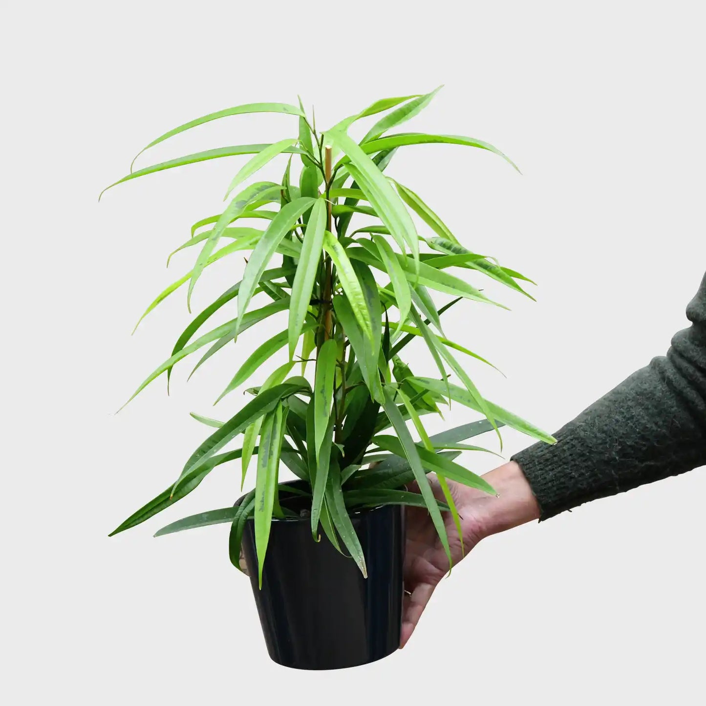 Hydro Ficus Amstel King Gold