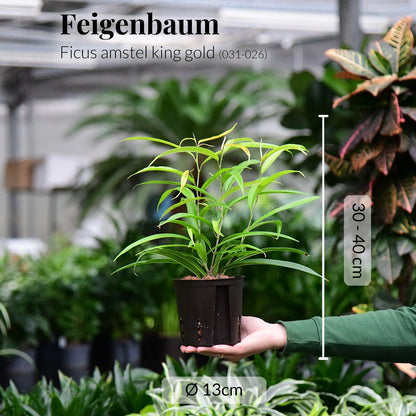 Hydro Ficus Amstel King Gold