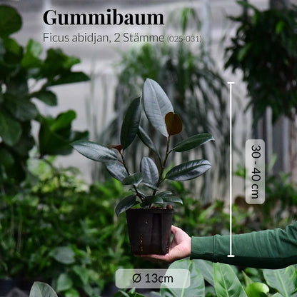 Hydro Gummibaum Abidjan
