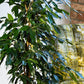 HYDRO SET XL BÜROPFLANZE Ficus Benjamina mit Vase in Betonoptik, 160-170cm