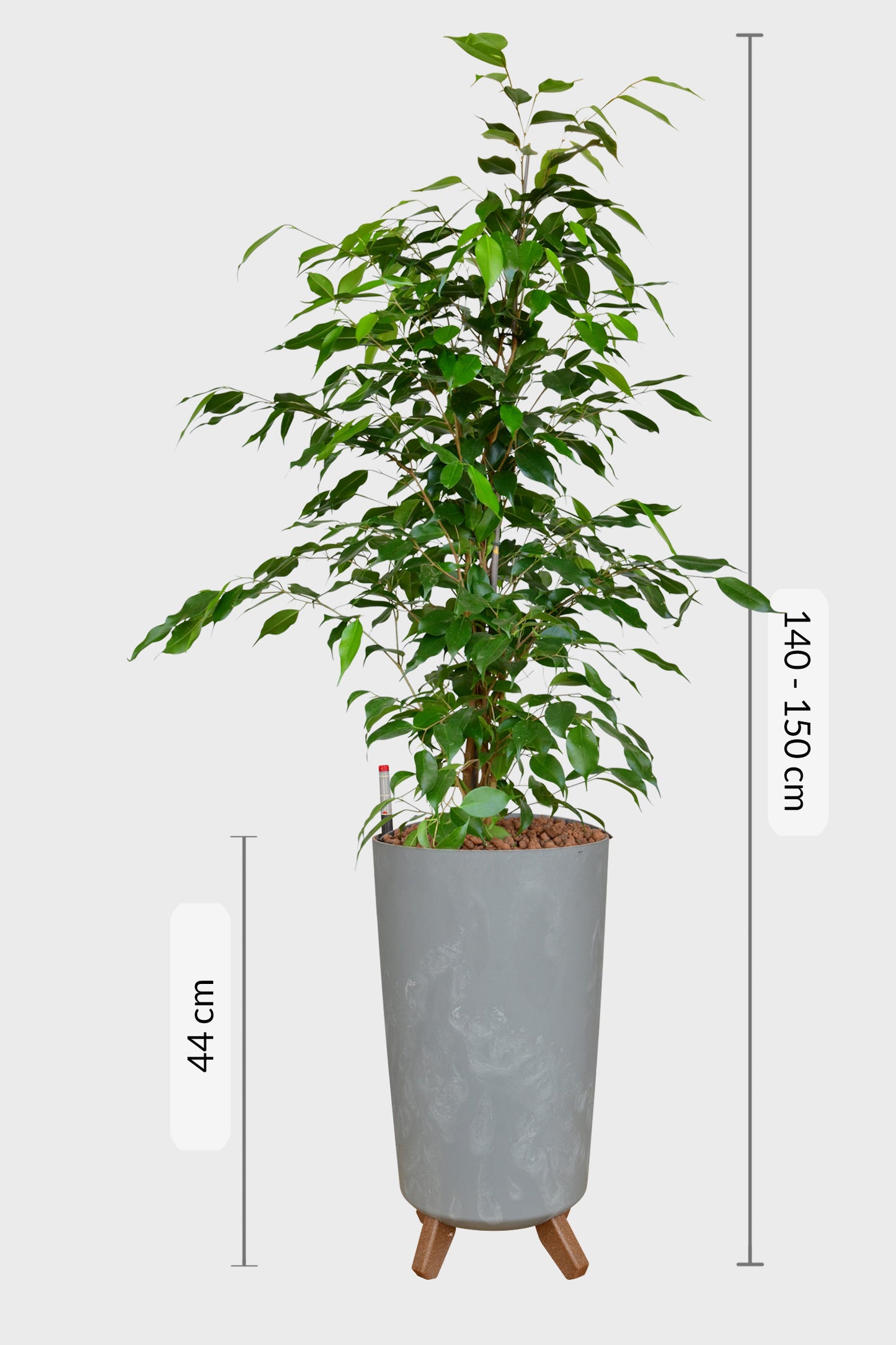 HYDRO SET XL BÜROPFLANZE Ficus Benjamina mit Vase in Betonoptik, 140-150cm