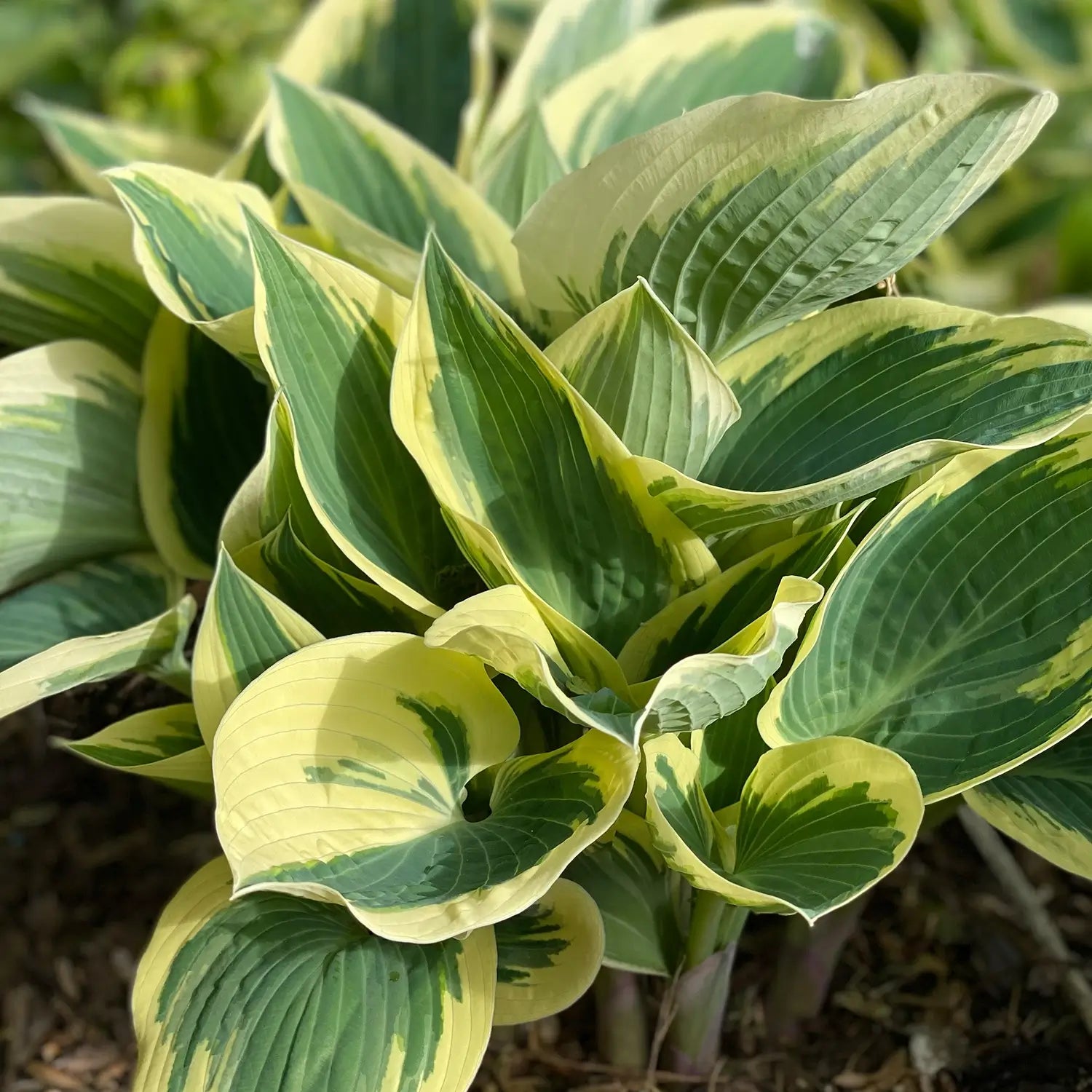 Hosta im Beet bei Sonnenschein