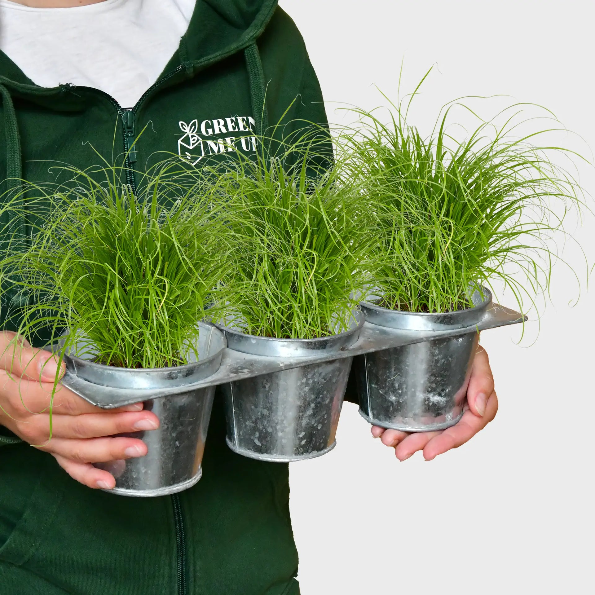 Katzengras liefern lassen  Green Me Up