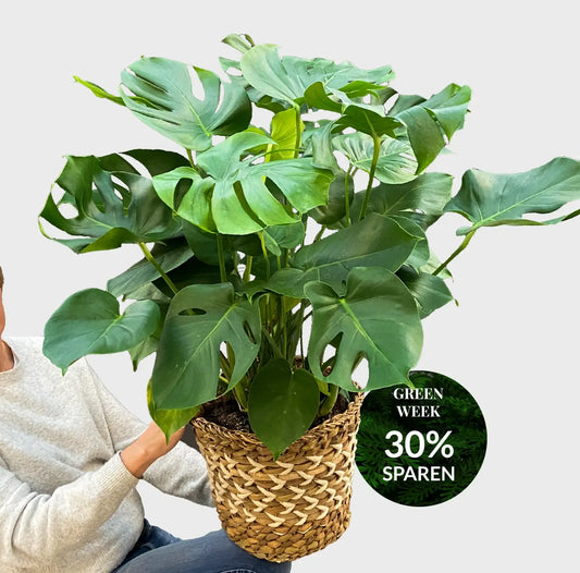 GREEN WEEK Große XL Monstera