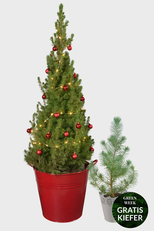 GREEN WEEK Großer Rot geschmückter Weihnachtsbaum + Kiefer