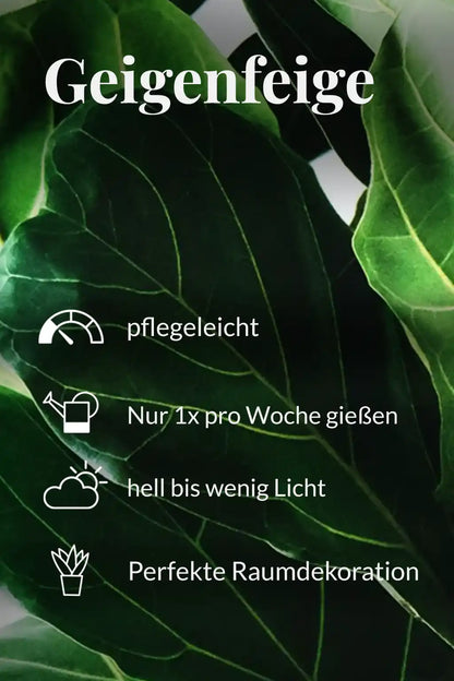 Premium XXL Geigenfeige, 140-150cm