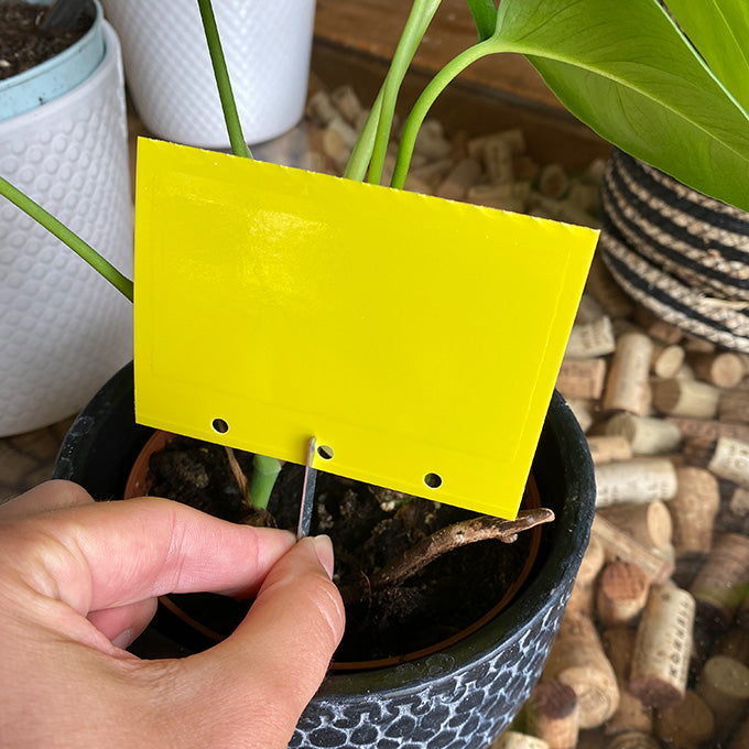 Gelbtafel Stecker für Zimmerpflanzen mit Trauermückenbefall
