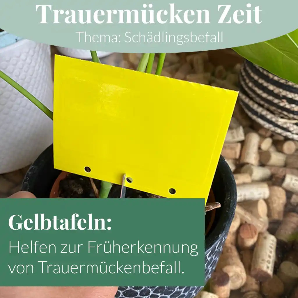 Mix & Match Pflanzen-Pflegeset Herbst