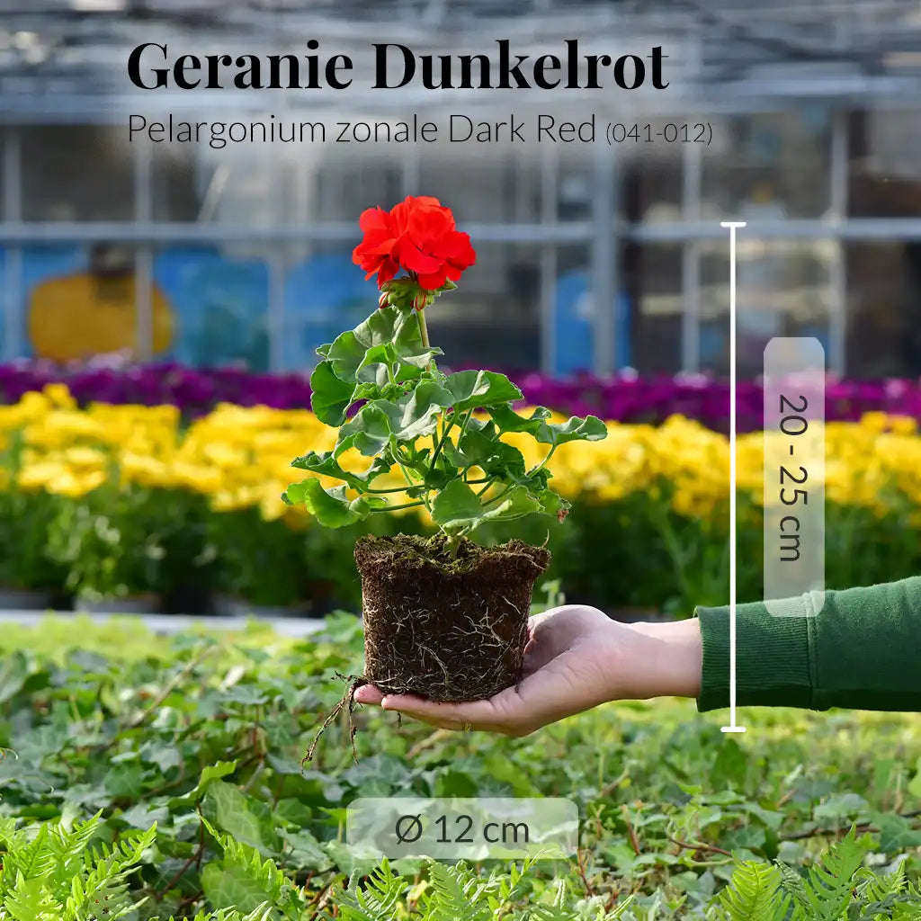 Geranie Dunkelrot