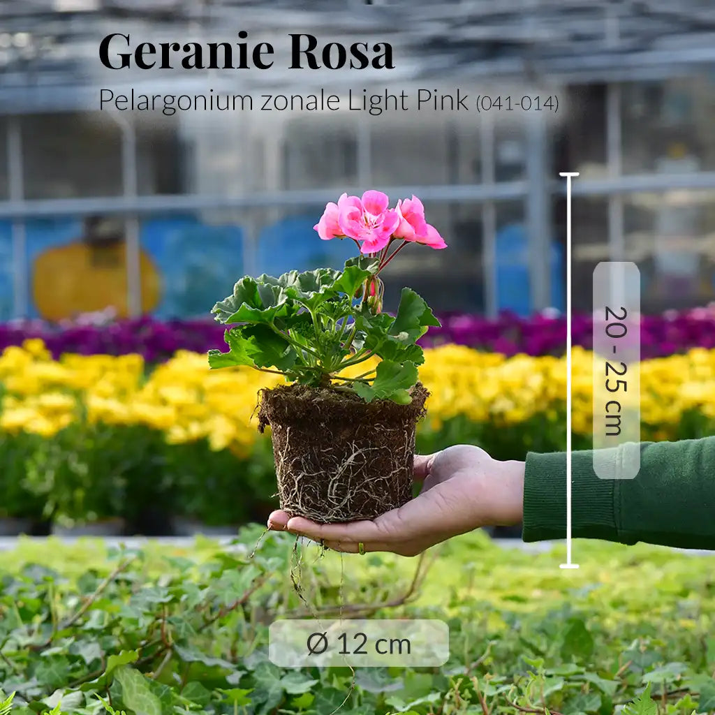 Geranie Rosa