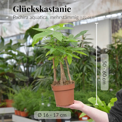 6er Box Grüne Erstausstattung