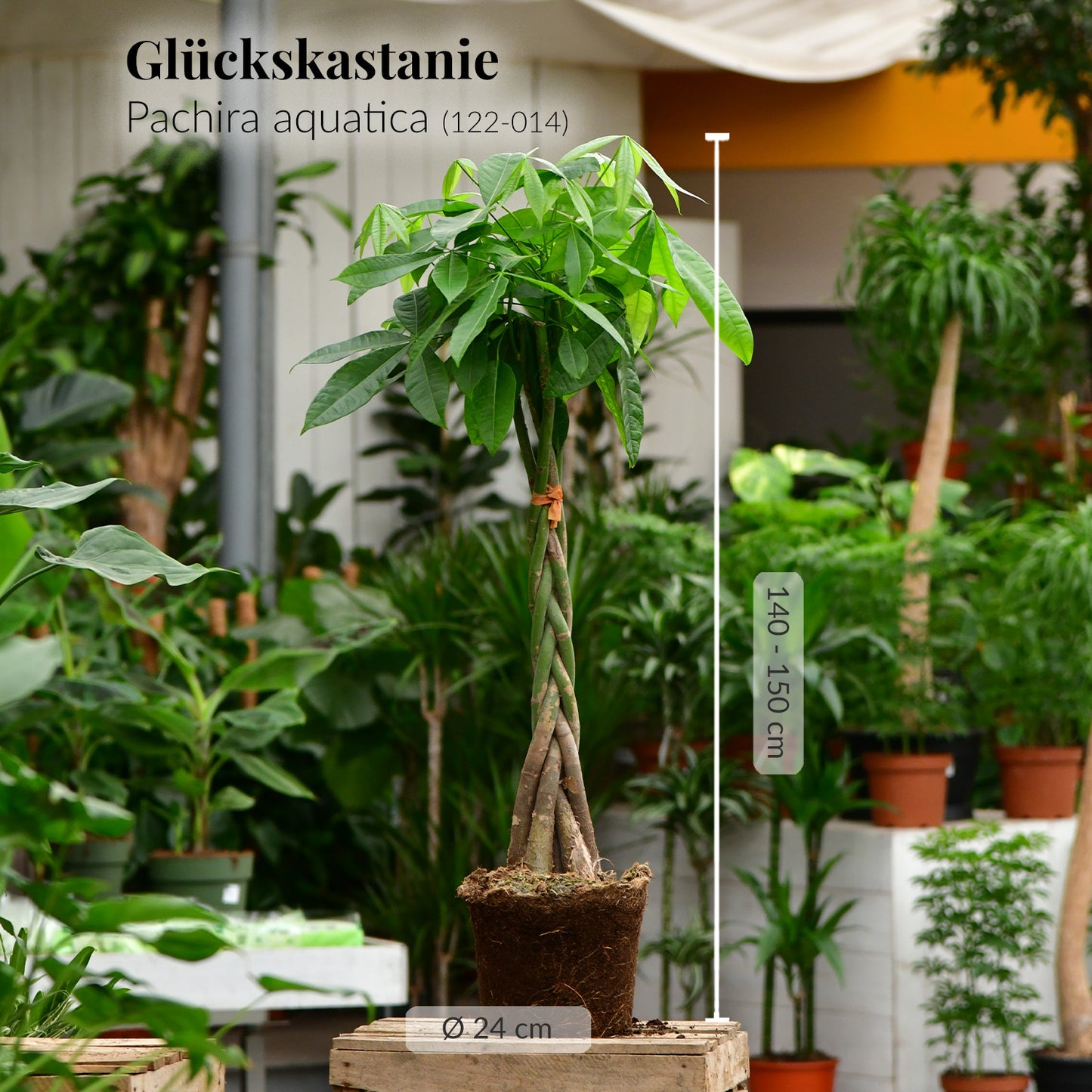 SPECIAL OFFER XXL Glückskastanie 140-150cm – Green Me Up