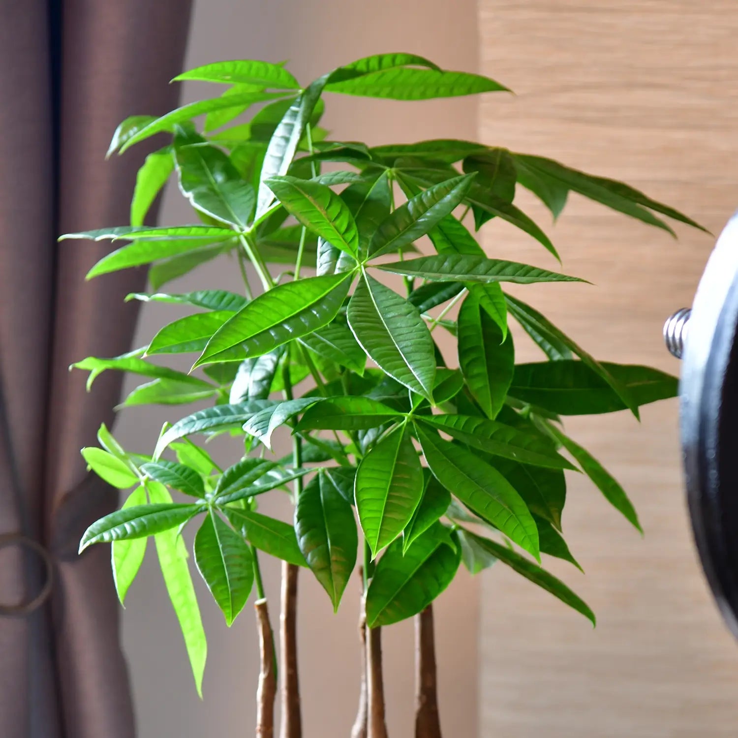 Glückskastanie mehrstämmig kaufen – Green Me Up