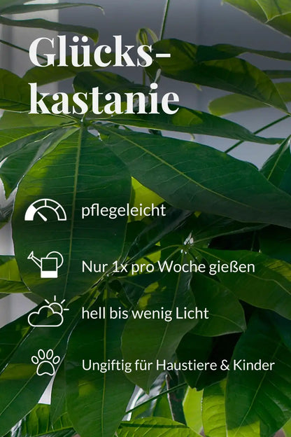 Große Glückskastanie