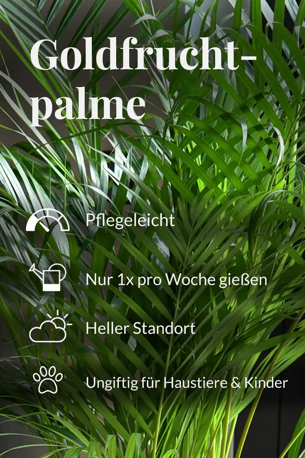Große tierfreundliche Goldfruchtpalme – Green Me Up