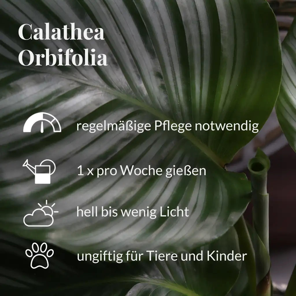Calathea Orbifolia Pflegehinweise