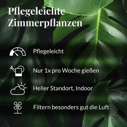 6er Box Grüne Erstausstattung