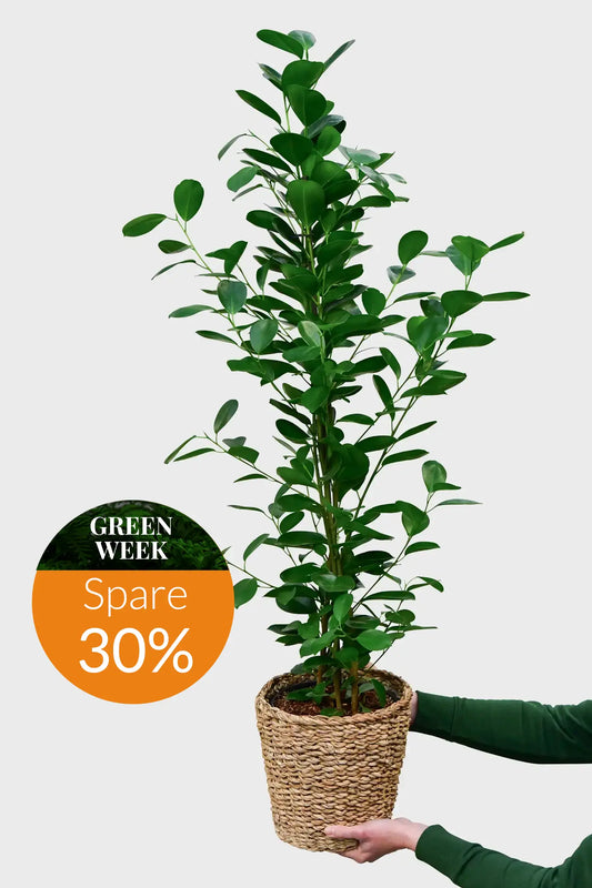 GREEN WEEK Große Chinesische Feige Ficus Moclame, 100-110cm