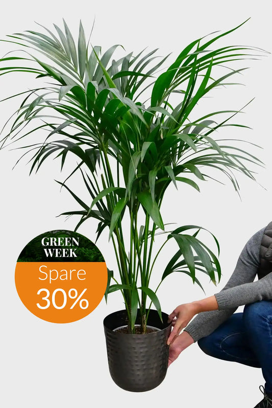 GREEN WEEK Große Kentiapalme