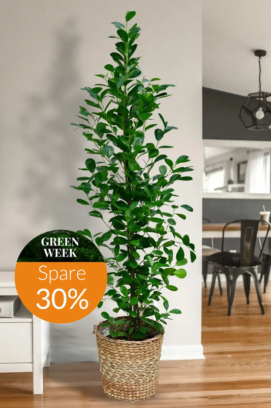 GREEN WEEK XXL Chinesische Feige Ficus Moclame, 150-160cm
