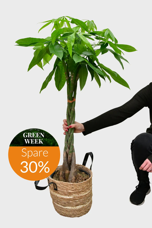 GREEN WEEK XXL Glückskastanie 130-140cm