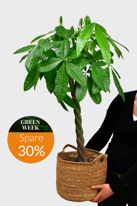 GREEN WEEK Große Glückskastanie