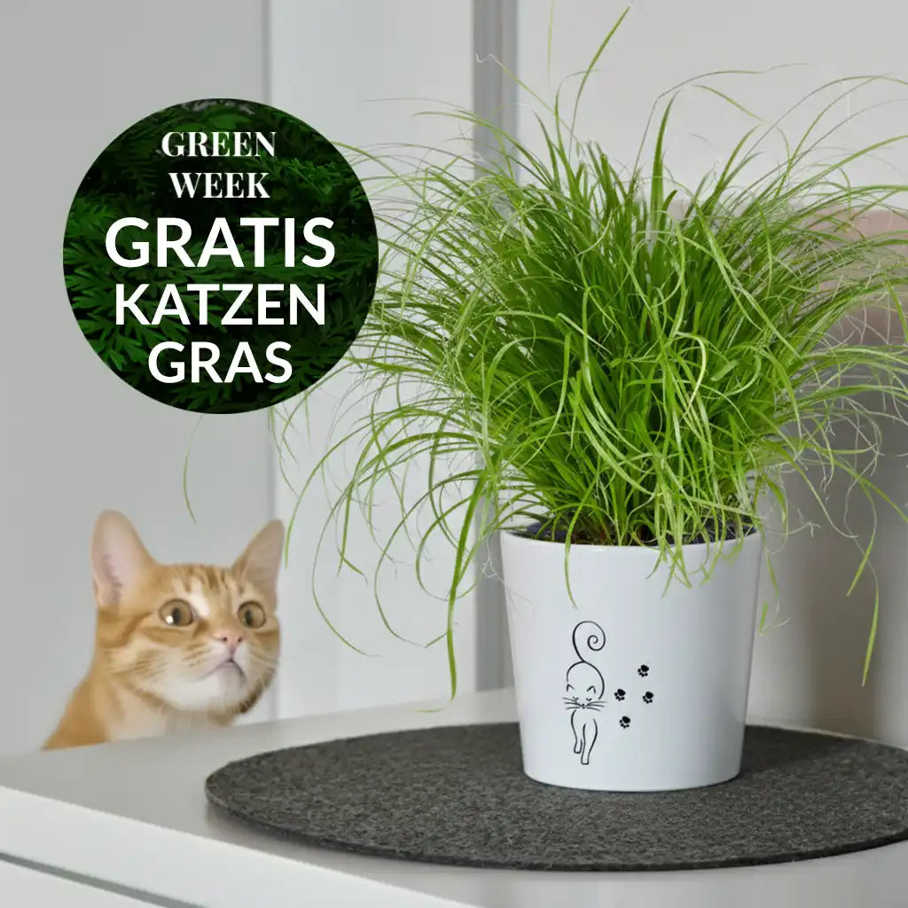 GREEN WEEK 6er Box tierfreundliche Pflanzen