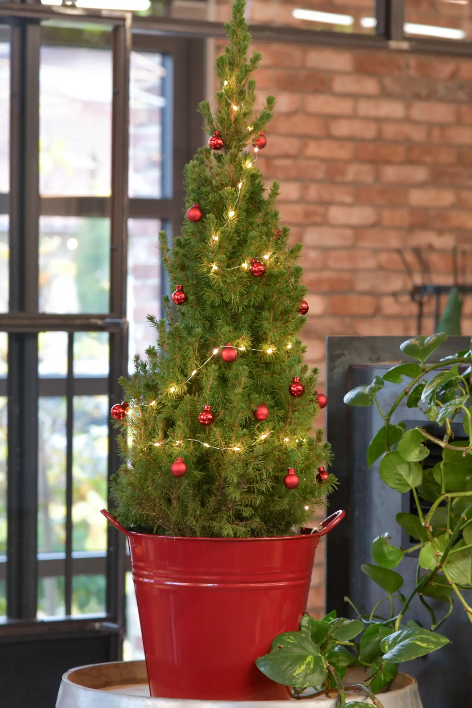 Großer-geschmückter-Weihnachtsbaum-in-Rot-E000000002047-Detailbild-der-Nadeln-mit-Schmuck-2