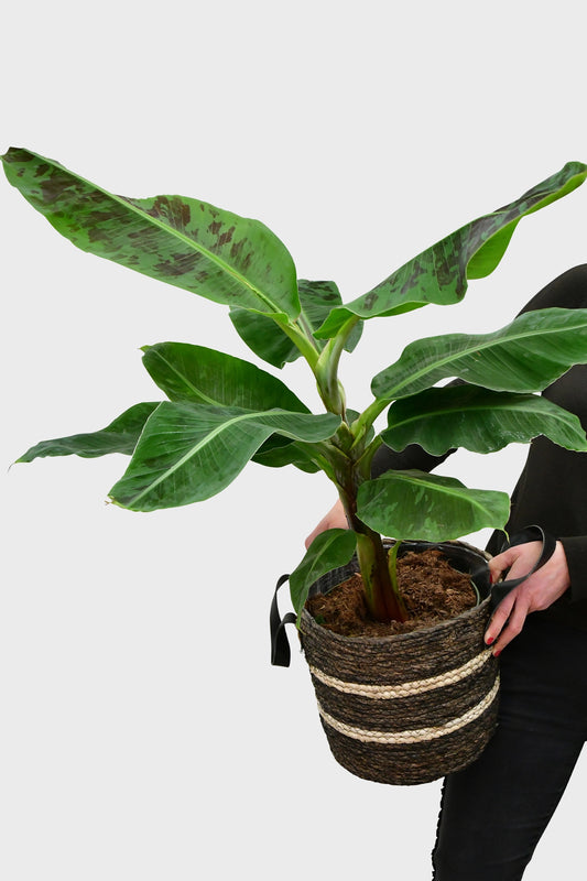 Bananenpflanze Musa große Zimmerpflanze
