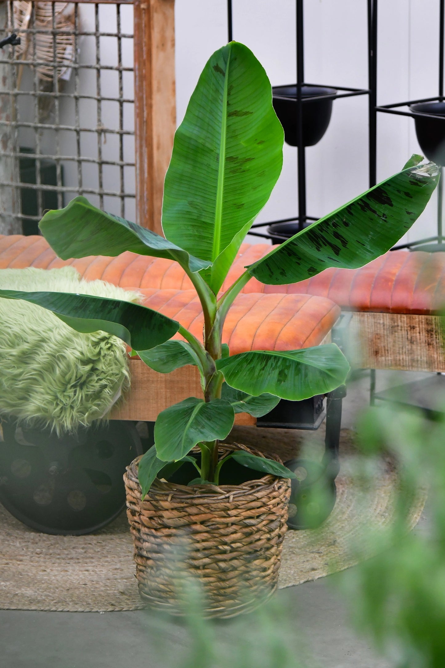 Zimmerpflanze Bananenpflanze mit Übertopf