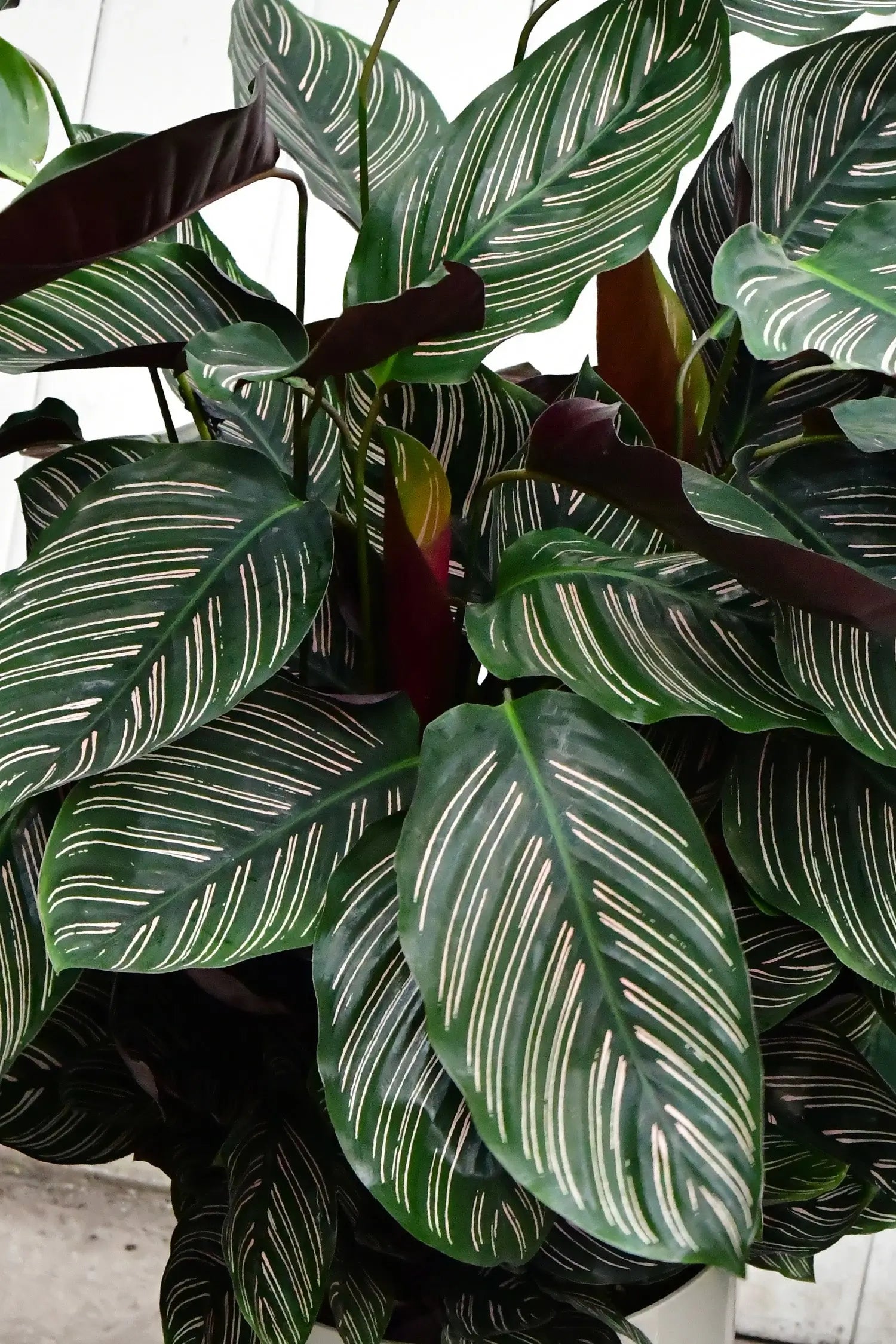 Große Blätter Calathea