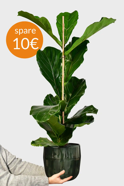 Große Geigenfeige kaufen – Green Me Up