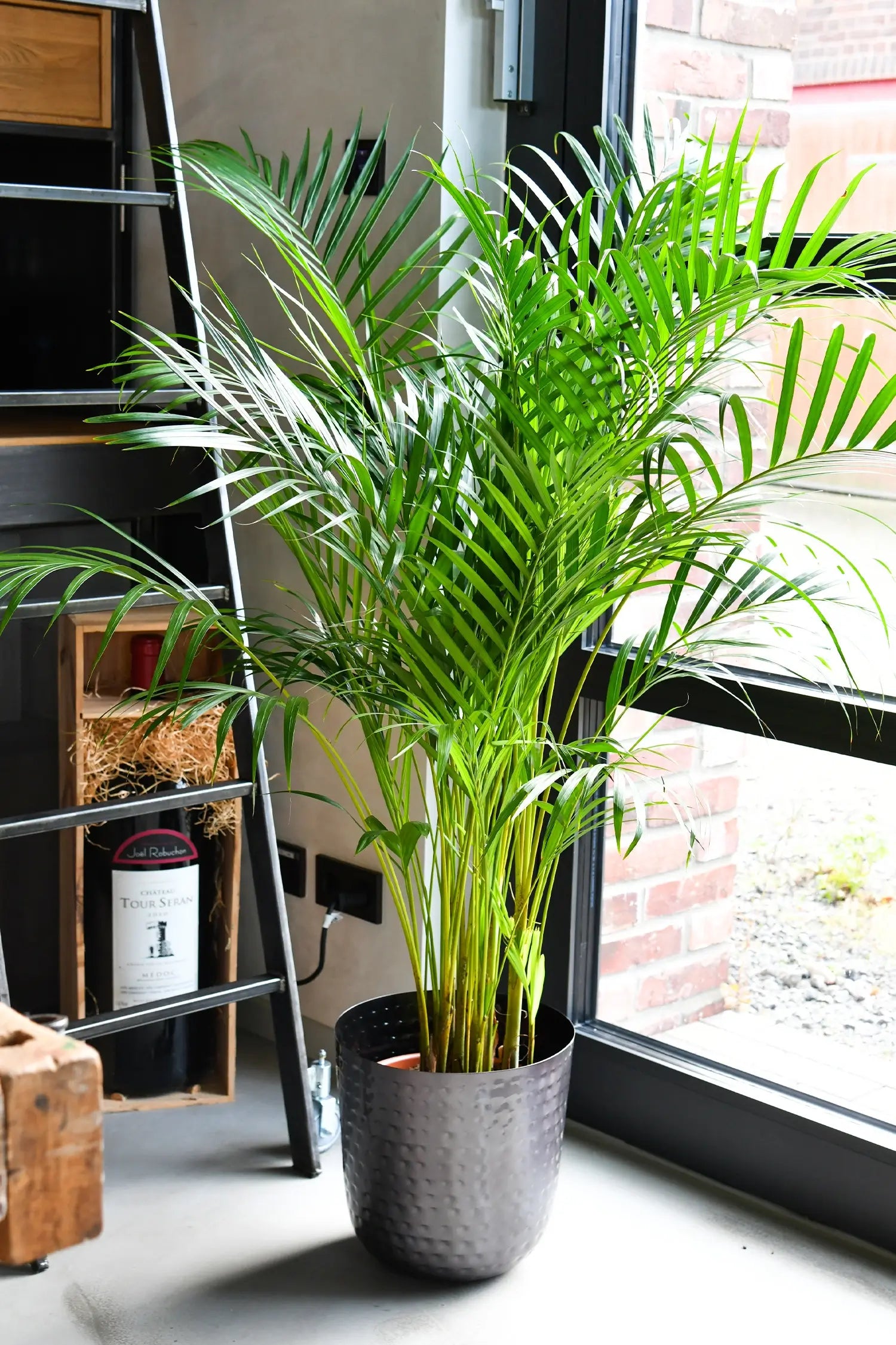 bauhaus goldfruchtpalme Große tierfreundliche Goldfruchtpalme – Green Me Up