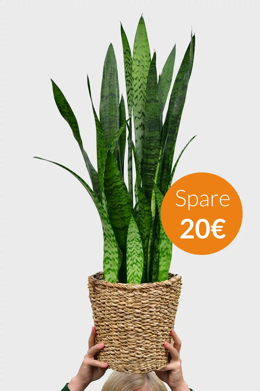 SPECIAL OFFER Große Greenline