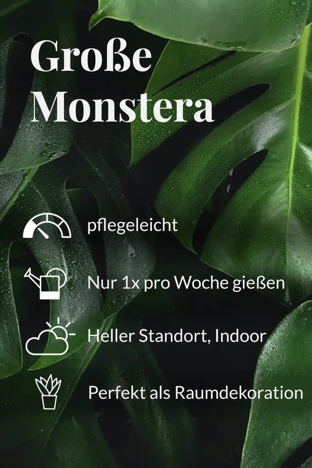 Große Monstera, 90cm – Green Me Up