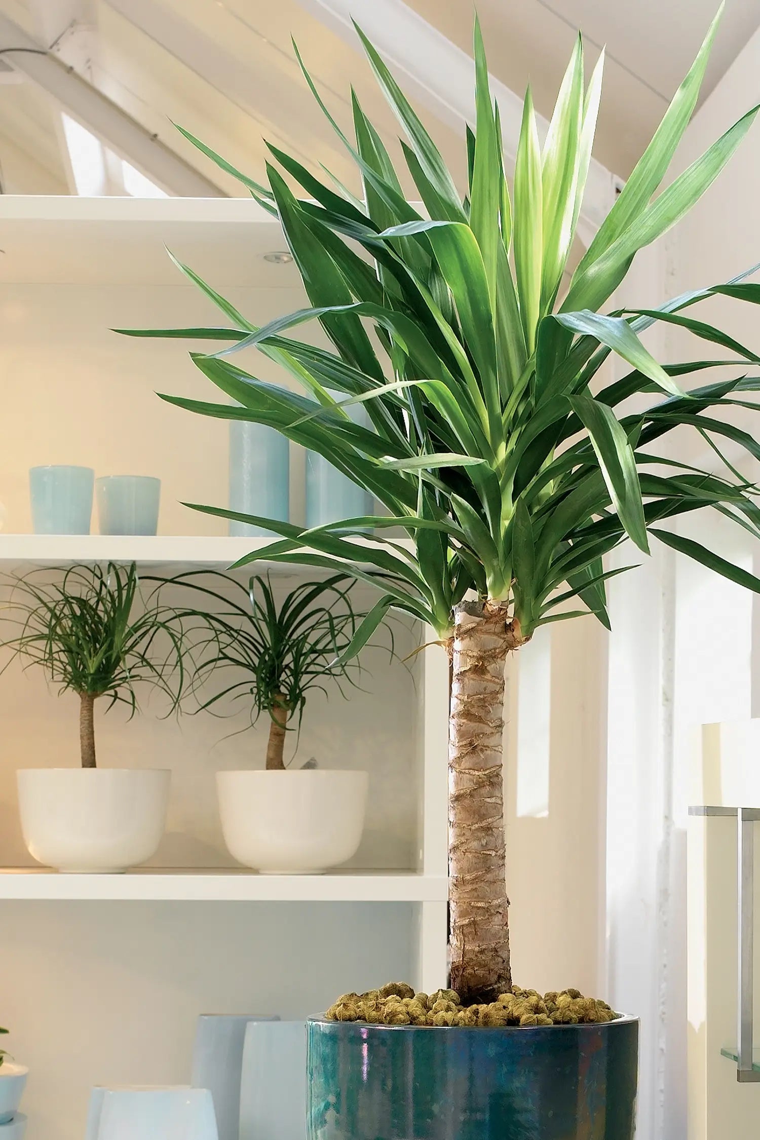 Große Yucca Palme im Wohnzimmer